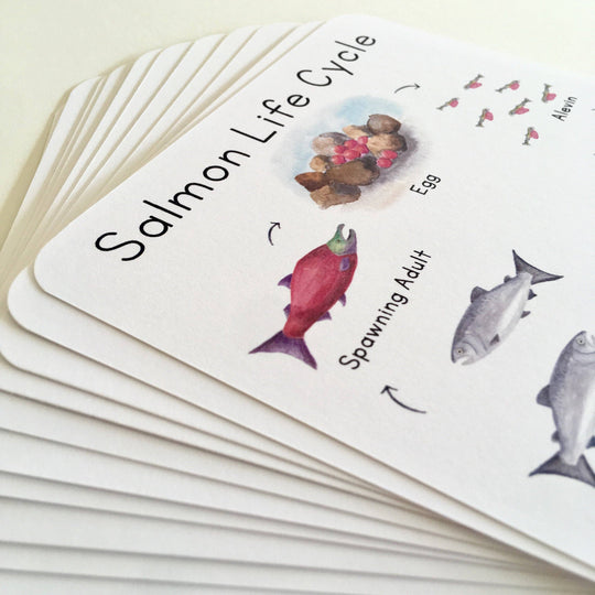 Tiny Nest Studio - Salmon Life Cycle Learning Cards
