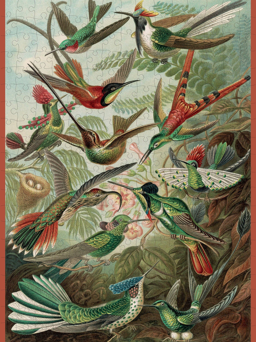 Pomegranate - Ernst Haeckel: Hummingbirds 300-Piece Jigsaw Puzzle