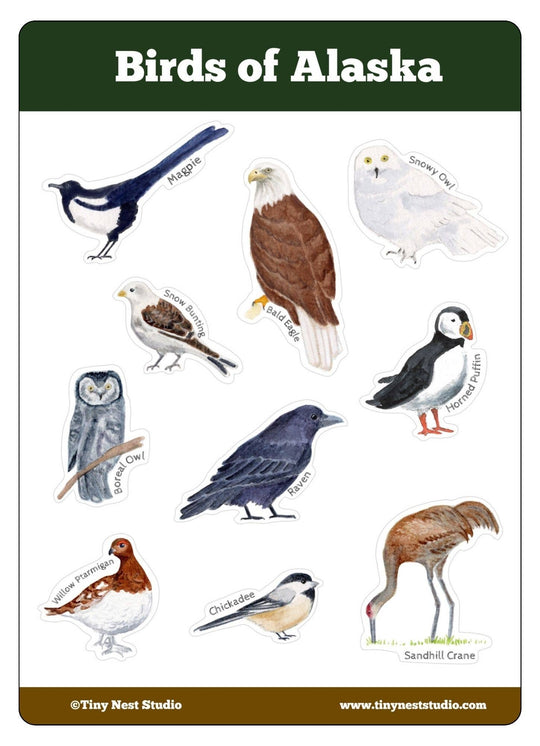 Tiny Nest Studio - Birds of Alaska Sticker Sheet