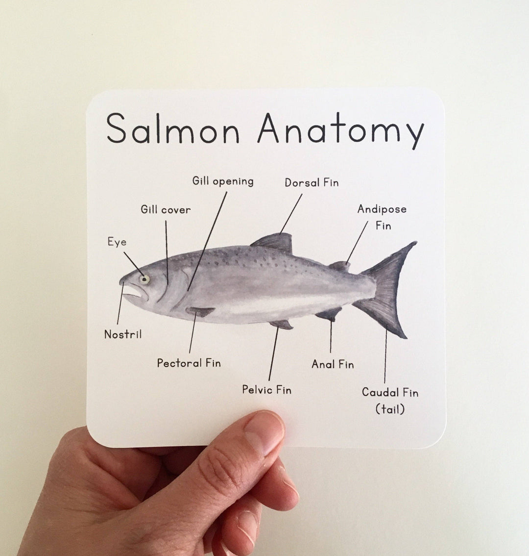 Tiny Nest Studio - Salmon Life Cycle Learning Cards