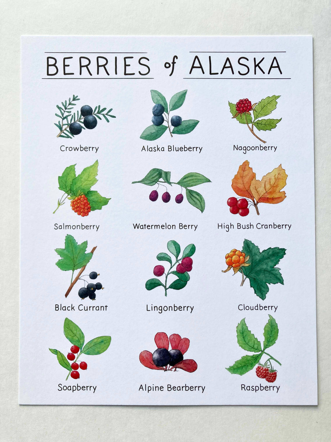Tiny Nest Studio - Berries of Alaska Art Print: 8 x 10 inches