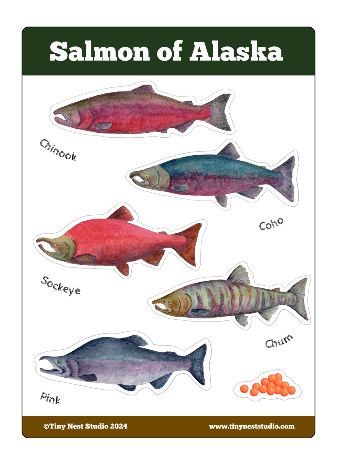 Tiny Nest Studio - Salmon of Alaska Sticker Sheet