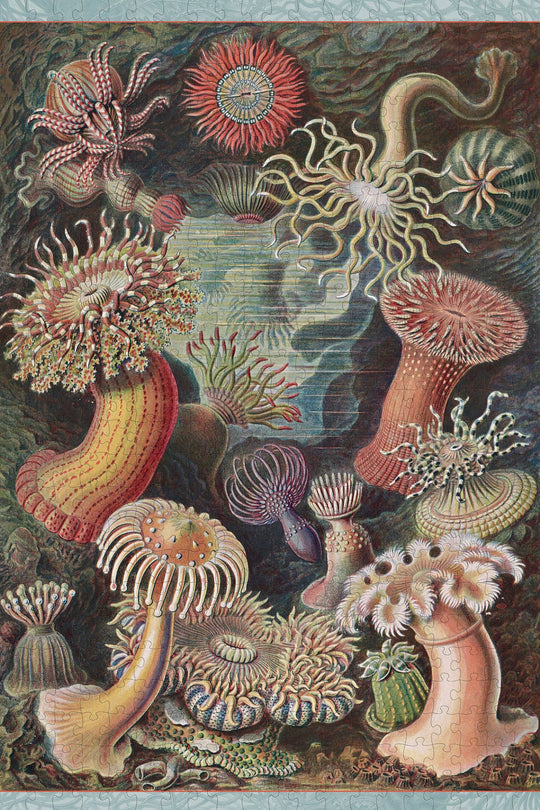 Pomegranate - Ernst Haeckel: Sea Anemones 500-Piece Jigsaw Puzzle