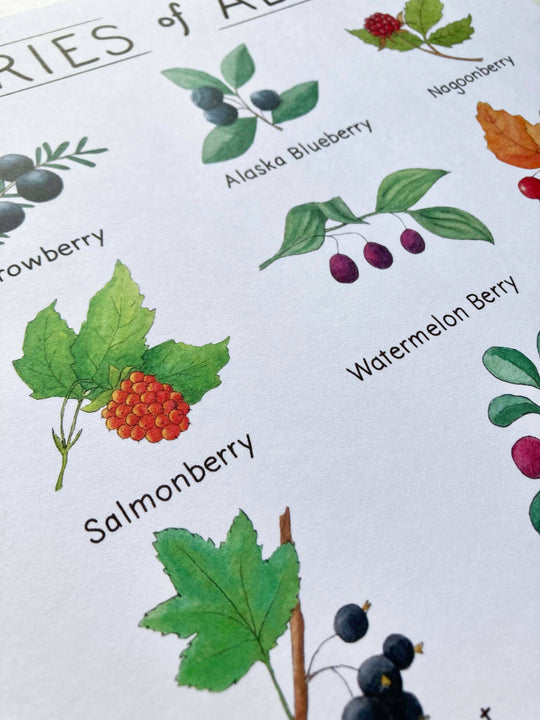 Tiny Nest Studio - Berries of Alaska Art Print: 8 x 10 inches