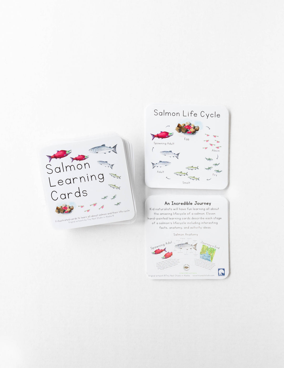Tiny Nest Studio - Salmon Life Cycle Learning Cards